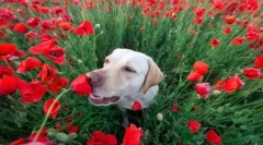 Pies kicha i wąchają nosem: co z tym zrobić